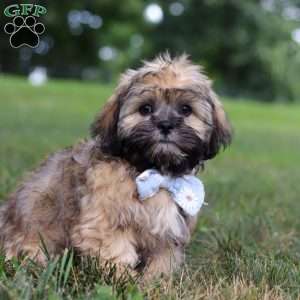 Buddy, Lhasa Apso Puppy